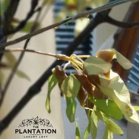 The Plantation Luxury Loft Apartmán